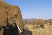 African elephant mother with calf Elephants,Elephantidae,Chordates,Chordata,Elephants, Mammoths, Mastodons,Proboscidea,Mammalia,Mammals,Appendix I,Africa,Appendix II,Savannah,Herbivorous,Terrestrial,Animalia,Convention on Migratory Sp