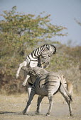 Common zebras fighting Elephants,Elephantidae,Chordates,Chordata,Elephants, Mammoths, Mastodons,Proboscidea,Mammalia,Mammals,Appendix I,Africa,Appendix II,Savannah,Herbivorous,Terrestrial,Animalia,Convention on Migratory Sp