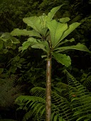 Cyanea procera Mature form,Campanulales,Plantae,Terrestrial,Cyanea,Magnoliopsida,IUCN Red List,Photosynthetic,Campanulaceae,North America,Tracheophyta,Critically Endangered