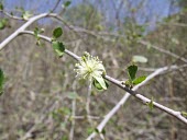 Grewia tenax flower Species in habitat shot,Mature form,Habitat,Flower,Leaves,Desert,Terrestrial,Magnoliopsida,Malvales,Not Evaluated,Asia,Grewia,Photosynthetic,Africa,IUCN Red List,Plantae,Tiliaceae,Tracheophyta