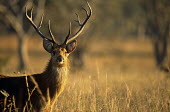 Barasingha/swamp deer stag portrait