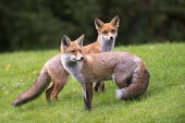 Red foxes Chordates,Chordata,Mammalia,Mammals,Carnivores,Carnivora,Dog, Coyote, Wolf, Fox,Canidae,Asia,Africa,Common,Riparian,Terrestrial,Animalia,vulpes,Omnivorous,Vulpes,Urban,Europe,Temperate,Mountains,Agric