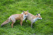 Red fox cub with parent Chordates,Chordata,Mammalia,Mammals,Carnivores,Carnivora,Dog, Coyote, Wolf, Fox,Canidae,Asia,Africa,Common,Riparian,Terrestrial,Animalia,vulpes,Omnivorous,Vulpes,Urban,Europe,Temperate,Mountains,Agric