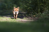 Red fox approaching on forest track Chordates,Chordata,Mammalia,Mammals,Carnivores,Carnivora,Dog, Coyote, Wolf, Fox,Canidae,Asia,Africa,Common,Riparian,Terrestrial,Animalia,vulpes,Omnivorous,Vulpes,Urban,Europe,Temperate,Mountains,Agric