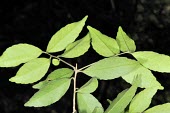 Underside of Ilex uraiensis leaves Leaves,Endangered,Celastrales,Magnoliopsida,Temperate,Ilex,Tracheophyta,Terrestrial,Aquifoliaceae,Forest,Plantae,Photosynthetic,Asia,IUCN Red List