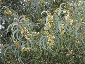 Koaia leaves and flowers Leaves,Flower,Mature form,Terrestrial,North America,Photosynthetic,koaia,Leguminosae,Vulnerable,Plantae,Fabales,Tracheophyta,Magnoliopsida,Scrub,Acacia,IUCN Red List