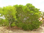 Koaia Immature form,Terrestrial,North America,Photosynthetic,koaia,Leguminosae,Vulnerable,Plantae,Fabales,Tracheophyta,Magnoliopsida,Scrub,Acacia,IUCN Red List