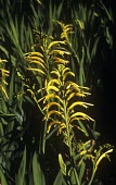 Yellow flowers of Chasmanthe floribunda var. floribunda Flower,Mature form,Asparagales,Iridaceae,Rock,Terrestrial,Chasmanthe,Photosynthetic,Mountains,Tracheophyta,Africa,Plantae,Grassland,Heathland,Liliopsida