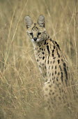 Serval cat portrait