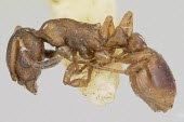 Temnothorax duloticus specimen, side view Ants,Formicidae,Arthropoda,Arthropods,Insects,Insecta,Sawflies, Ants, Wasps, Bees,Hymenoptera,Temnothorax,Animalia,North America,Terrestrial,IUCN Red List,Omnivorous,Vulnerable