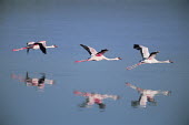 Lesser flamingos in flight