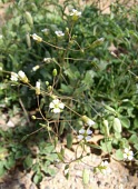 Savignya parviflora in flower Flower,Photosynthetic,Magnoliopsida,Plantae,Terrestrial,Savignya,Asia,Capparales,Not Evaluated,Tracheophyta,Brassicaceae