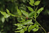 Ilex arisanensis branch with berries Mature form,Leaves,Fruits or berries,Endangered,Tracheophyta,IUCN Red List,Aquifoliaceae,Coniferous,Ilex,Photosynthetic,Celastrales,Terrestrial,Asia,Magnoliopsida,Temperate,Plantae,Forest