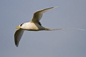 White-tailed tropicbird in flight Habitat,Locomotion,Species in habitat shot,Flying,Adult,Chordates,Chordata,Ciconiiformes,Herons Ibises Storks and Vultures,Phaethontidae,Tropicbirds,Aves,Birds,South America,Animalia,Coastal,Shore,Pha