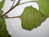 Close up of nettleleaf goosefoot leaf Mature form,Leaves,Amaranthaceae,Caryophyllales,Magnoliophyta,Flowering Plants,Magnoliopsida,Dicots,North America,Asia,Africa,Chenopodiaceae,Photosynthetic,Terrestrial,South America,Australia,Europe,T