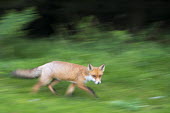 Red fox cub on the move Chordates,Chordata,Mammalia,Mammals,Carnivores,Carnivora,Dog, Coyote, Wolf, Fox,Canidae,Asia,Africa,Common,Riparian,Terrestrial,Animalia,vulpes,Omnivorous,Vulpes,Urban,Europe,Temperate,Mountains,Agric