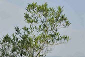 Hopseed bush Leaves,Mature form,Flower,Tracheophyta,Australia,Asia,Magnoliopsida,Photosynthetic,Africa,Sapindales,Dodonaea,North America,Sapindaceae,South America,Not Evaluated,Terrestrial,Plantae