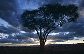 Acacia tree silhouette at sunset