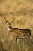 Chital/spotted deer stag Chordates,Chordata,Mammalia,Mammals,Cervidae,Deer,Even-toed Ungulates,Artiodactyla,Asia,South America,Forest,Animalia,Axis,Grassland,Temperate,Europe,Scrub,Least Concern,Australia,Herbivorous,Cetartio