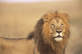 Lion portrait Felidae,Cats,Mammalia,Mammals,Carnivores,Carnivora,Chordates,Chordata,leo,Animalia,Savannah,Africa,Scrub,Appendix II,Asia,Panthera,Vulnerable,Desert,Terrestrial,Carnivorous,IUCN Red List