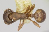 Temnothorax duloticus specimen, dorsal view Ants,Formicidae,Arthropoda,Arthropods,Insects,Insecta,Sawflies, Ants, Wasps, Bees,Hymenoptera,Temnothorax,Animalia,North America,Terrestrial,IUCN Red List,Omnivorous,Vulnerable