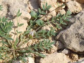 Astragalus tribuloides, leaf detail Flower,Leaves,Astragalus,Terrestrial,Asia,Europe,Tracheophyta,Least Concern,Fabales,Africa,Photosynthetic,Leguminosae,Plantae,Magnoliopsida,IUCN Red List