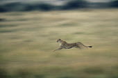 Cheetah sprinting Chordates,Chordata,Carnivores,Carnivora,Mammalia,Mammals,Felidae,Cats,jubatus,Savannah,Appendix I,Africa,Acinonyx,Critically Endangered,Carnivorous,Terrestrial,Animalia,Endangered,Scrub,Vulnerable,IUC