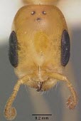 Pseudomyrmex leptosus, head detail North America,Insecta,Formicidae,IUCN Red List,Vulnerable,Pseudomyrmex,Terrestrial,Hymenoptera,Arthropoda,Animalia