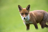 Red fox cub portrait Chordates,Chordata,Mammalia,Mammals,Carnivores,Carnivora,Dog, Coyote, Wolf, Fox,Canidae,Asia,Africa,Common,Riparian,Terrestrial,Animalia,vulpes,Omnivorous,Vulpes,Urban,Europe,Temperate,Mountains,Agric