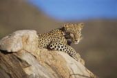 Leopard resting on rock Chordates,Chordata,Felidae,Cats,Mammalia,Mammals,Carnivores,Carnivora,Temperate,Savannah,Asia,Appendix I,Carnivorous,Panthera,Near Threatened,Africa,Terrestrial,Rainforest,Animalia,IUCN Red List