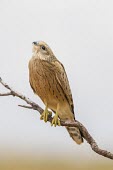 Greater kestrel on its perch Adult,Desert,Chordata,Africa,Appendix II,Aves,Scrub,Flying,Falconidae,Least Concern,Falco,Carnivorous,Falconiformes,rupicoloides,Animalia,Savannah,IUCN Red List