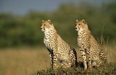 Cheetahs (Acinonyx jubatus) on alert, Masai Mara National Reserve, Kenya Chordates,Chordata,Carnivores,Carnivora,Mammalia,Mammals,Felidae,Cats,jubatus,Savannah,Appendix I,Africa,Acinonyx,Critically Endangered,Carnivorous,Terrestrial,Animalia,Endangered,Scrub,Vulnerable,IUC