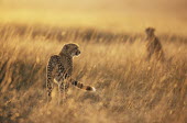 Cheetahs at sunrise Chordates,Chordata,Carnivores,Carnivora,Mammalia,Mammals,Felidae,Cats,jubatus,Savannah,Appendix I,Africa,Acinonyx,Critically Endangered,Carnivorous,Terrestrial,Animalia,Endangered,Scrub,Vulnerable,IUC