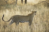 Leopard on alert Chordates,Chordata,Felidae,Cats,Mammalia,Mammals,Carnivores,Carnivora,Temperate,Savannah,Asia,Appendix I,Carnivorous,Panthera,Near Threatened,Africa,Terrestrial,Rainforest,Animalia,IUCN Red List