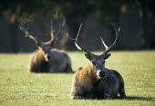 Pere David's deer stags lying on ground Adult Male,Adult,Chordates,Chordata,Even-toed Ungulates,Artiodactyla,Cervidae,Deer,Mammalia,Mammals,Salt marsh,Critically Endangered,Cetartiodactyla,Elaphurus,Grassland,Asia,Terrestrial,Herbivorous,An