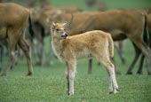 Pere David's deer fawn Infant,Chordates,Chordata,Even-toed Ungulates,Artiodactyla,Cervidae,Deer,Mammalia,Mammals,Salt marsh,Critically Endangered,Cetartiodactyla,Elaphurus,Grassland,Asia,Terrestrial,Herbivorous,Animalia,dav