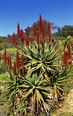 Bitter aloe flowering Leaves,Mature form,Flower,Liliales,Terrestrial,Liliaceae,Plantae,Liliopsida,Photosynthetic,Heathland,Appendix II,Africa,Grassland,Tracheophyta,Aloe