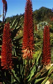 Red flowers of bitter aloe Flower,Mature form,Liliales,Terrestrial,Liliaceae,Plantae,Liliopsida,Photosynthetic,Heathland,Appendix II,Africa,Grassland,Tracheophyta,Aloe