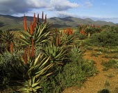 Flowering bitter aloe in habitat Species in habitat shot,Habitat,Liliales,Terrestrial,Liliaceae,Plantae,Liliopsida,Photosynthetic,Heathland,Appendix II,Africa,Grassland,Tracheophyta,Aloe