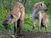 Spotted hyaenas (Crocuta crocuta) Spotted hyaena,spotted hyena,Crocuta crocuta,Chordates,Chordata,Hyaenidae,Hyenas, Aardwolves,Carnivores,Carnivora,Mammalia,Mammals,Savannah,crocuta,Carnivorous,Least Concern,Africa,Tropical,Desert,Sub