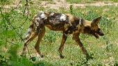 African wild dog (Lycaon pictus) African wild dog,Lycaon pictus,Carnivores,Carnivora,Mammalia,Mammals,Chordates,Chordata,Dog, Coyote, Wolf, Fox,Canidae,Savannah,Carnivorous,Terrestrial,Forest,pictus,Endangered,Semi-desert,Lycaon,Anim