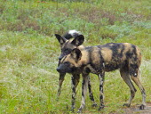 African wild dogs in the rain (Lycaon pictus) African wild dog,Lycaon pictus,Carnivores,Carnivora,Mammalia,Mammals,Chordates,Chordata,Dog, Coyote, Wolf, Fox,Canidae,Savannah,Carnivorous,Terrestrial,Forest,pictus,Endangered,Semi-desert,Lycaon,Anim