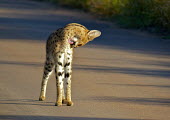 Serval (Leptailurus serval) Serval,Leptailurus serval,Felidae,Cats,Mammalia,Mammals,Carnivores,Carnivora,Chordates,Chordata,Leptailurus,Least Concern,Africa,Savannah,Carnivorous,Animalia,serval,Terrestrial,Appendix II,IUCN Red L