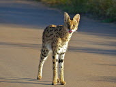 Serval (Leptailurus serval) Serval,Leptailurus serval,Felidae,Cats,Mammalia,Mammals,Carnivores,Carnivora,Chordates,Chordata,Leptailurus,Least Concern,Africa,Savannah,Carnivorous,Animalia,serval,Terrestrial,Appendix II,IUCN Red L