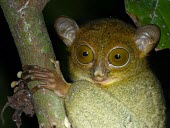 Horsfields tarsier (Tarsius bancanus) Horsfields tarsier,Tarsius bancanus,Primates,Tarsiidae,Tarsier,Mammalia,Mammals,Chordates,Chordata,Arboreal,bancanus,Terrestrial,Tarsius,Asia,Vulnerable,Animalia,Carnivorous,Sub-tropical,IUCN Red Lis