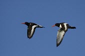 Oystercatchers in flight (Haematopus ostralegus) flight,flying,Wild,Chordates,Chordata,Ciconiiformes,Herons Ibises Storks and Vultures,Charadriidae,Lapwings, Plovers,Aves,Birds,Europe,Animalia,Coastal,Flying,Estuary,Carnivorous,Haematopodidae,Common