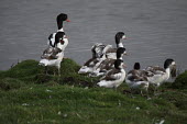 Common shelducks and ducklings (Tadorna tadorna) ducklings,Wild,Terrestrial,Brackish,Least Concern,Anatidae,Fresh water,Anseriformes,Ponds and lakes,Aves,IUCN Red List,Estuary,Aquatic,Tadorna,Flying,Europe,Animalia,Asia,Chordata