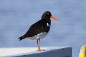 Oystercatcher (Haematopus ostralegus) Wild,Chordates,Chordata,Ciconiiformes,Herons Ibises Storks and Vultures,Charadriidae,Lapwings, Plovers,Aves,Birds,Europe,Animalia,Coastal,Flying,Estuary,Carnivorous,Haematopodidae,Common,Ponds and lak