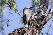 Golden-fronted woodpecker (Melanerpes aurifrons) Wild