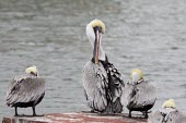 Brown pelicans (Pelecanus occidentalis) Wild,Ciconiiformes,Herons Ibises Storks and Vultures,Aves,Birds,Chordates,Chordata,Pelecanidae,Pelicans,Pelecanus,North America,Pelecaniformes,Terrestrial,Flying,occidentalis,Carnivorous,Animalia,Leas